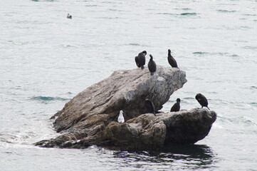 Fototapeta premium Cormorants resting on the rock, Gulf of Trieste, October 2016