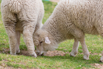 草を食む羊