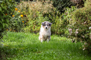 Small blue merle shetland sheepdog puppy sitting in the garden.