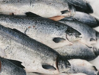raw fish on iced background