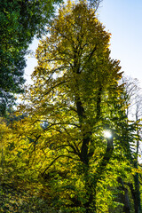 Obraz premium paesaggio autunnale