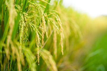Beautiful Ripe Rice paddy field background  Chiangmai Thailand.