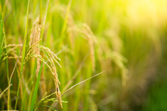 Beautiful Ripe Rice paddy field background  Chiangmai Thailand.