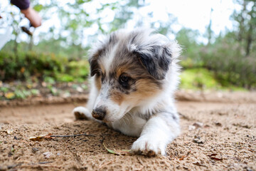 Beautiful small sheltie puppy sitting in forest path with dirty nose with stand.