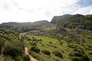 Fototapeta na wymiar Cows walking along a path in the middle of the mountains with the sky in the background