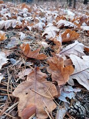 fallen autumn leaves
