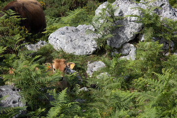 calf hidden behind the grass in the middle of the mountains