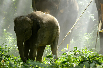 Fototapeta premium A baby elephant is being hunted by an elephant mahout. And a predator elephant is a show of an elephant loop in Surin, Thailand.