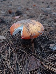 fly agaric mushroom