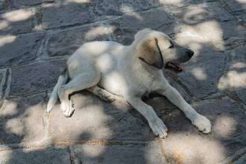 Im Schatten ruhender Hund, Insel Lesbos, Griechenland