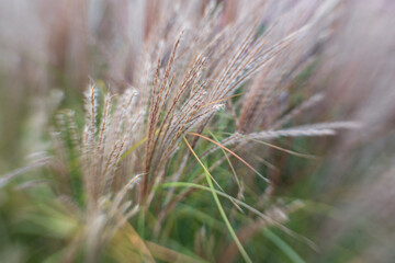 
fluffy autumn grass for background