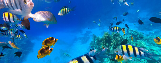 Fototapeta na wymiar Underwater Colorful Tropical Fishes.