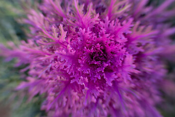 decorative pink cabbage in the garden 