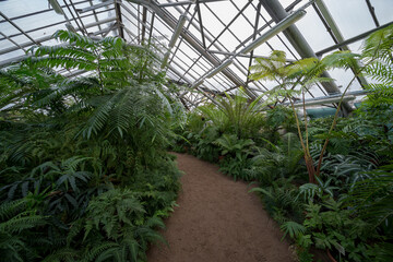 
green ferns and plants in a tropical greenhouse