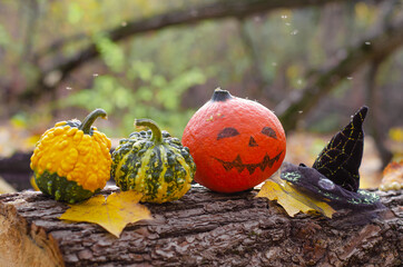 Decorated mini pumpkins with a painted face and a witch's hat on a fallen tree log in the autumn forest. Fallen yellow leaves, a fun Halloween celebration.