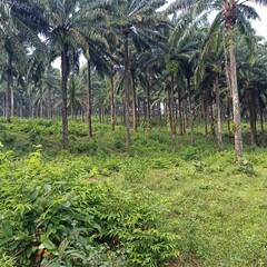 coconut tree