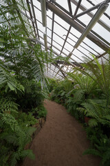 
green ferns and plants in a tropical greenhouse