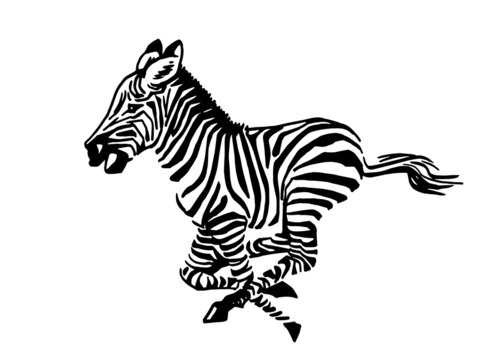 Vector zebra running isolated on white background, illustration for logo and design
