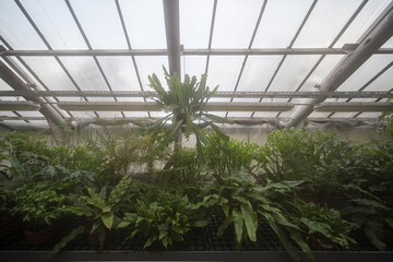
green ferns and plants in a tropical greenhouse