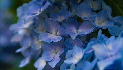 満開の紫陽花