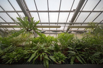 
green ferns and plants in a tropical greenhouse