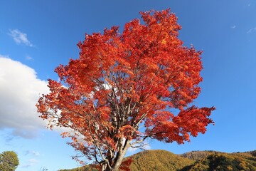 乗鞍高原の紅葉