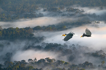 A pair of hornbills are flying over the beautiful scenery of the forest.Wreathed hornbill