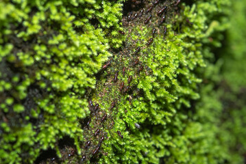Numerous termites were walking through the green moss on the trees
