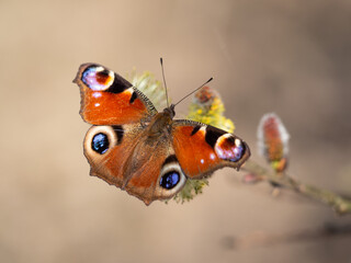 European peacock butterfly (Aglais io) feeding on catkin