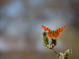 Comma butterfly (Polygonia c-album) feeding on catkin