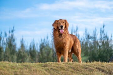 Golden retriever standing on the grass