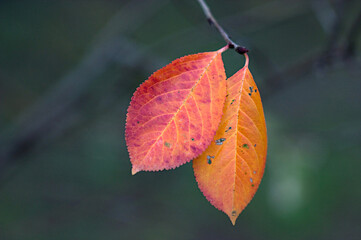 close-up bright autumn leaves on a branch 