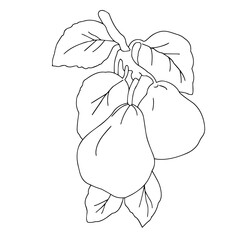 Fruit close-up. Outline drawing on a white background. Vector graphics.
