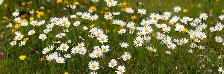 Margeriten (Leucanthemum) Blumenwiese in den Alpen, Panorama