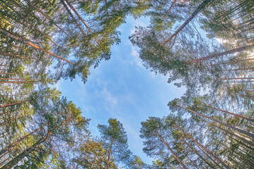 Obraz premium tree crowns from bottom to top