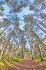 beautiful forest road in autumn