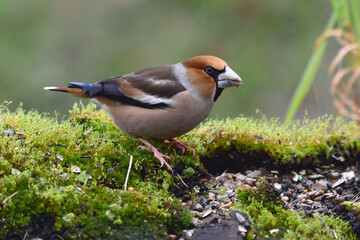 Fototapeta premium Male Hawfinch (Coccothraustes coccothraustes) in Sierra Morena (Spain)