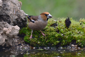 Male Hawfinch (Coccothraustes coccothraustes) in Sierra Morena (Spain)