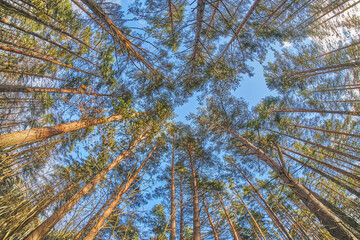 tree crowns from bottom to top