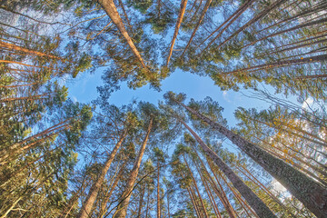 tree crowns from bottom to top