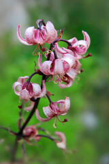  Türkenbund (Lilium martagon) oder Türkenbundlilie, Pflanze mit rosa Blüten © Aggi Schmid