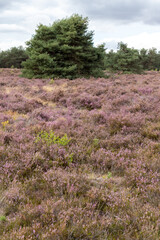 Green tree in a blooming heather field in Germany. 