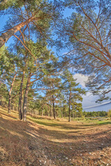 autumn in the pine forest