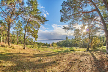 autumn in the pine forest