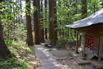 羽黒山の杉並木 ／...
