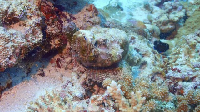 A devil scoprionfish on the reef in Maldives 