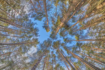 tree crowns from bottom to top