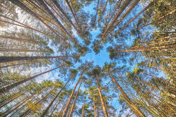 tree crowns from bottom to top