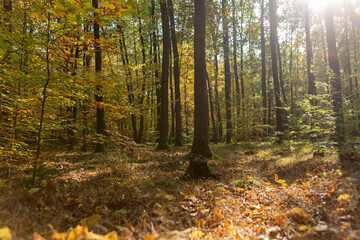 Autumn trees in the sunshine. Colorful autumn landscape