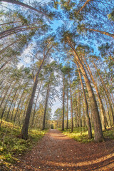 beautiful forest road in autumn